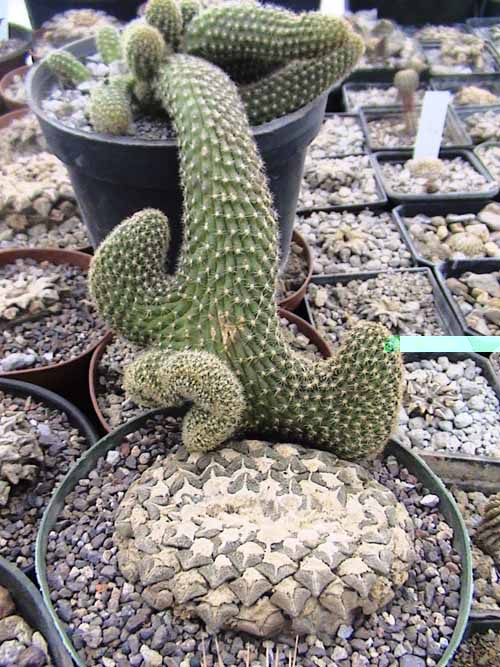 cresta de lobivia y ariocarpus koshobeyanus ssp elephantides