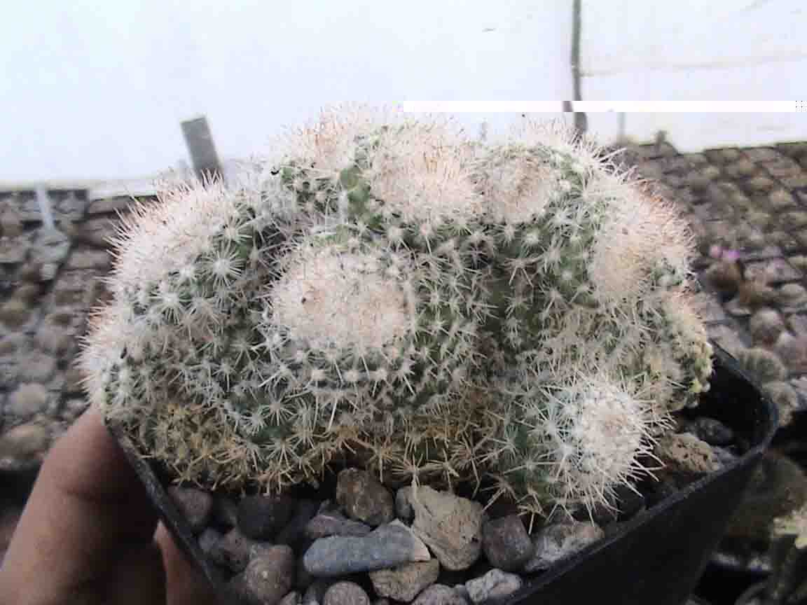moustruo de mamillaria geminispina