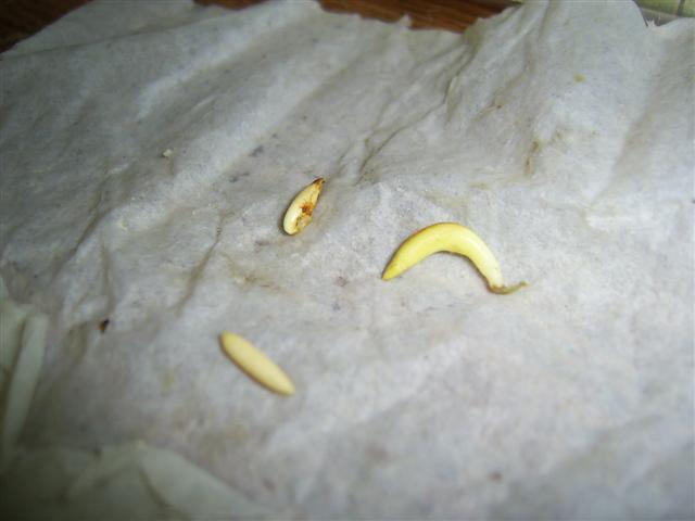 las mismas tres papel