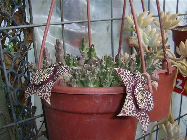 variegada