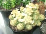 Mamillaria 001_150x112.JPG