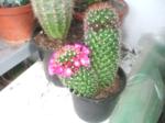 Mamillaria 003_150x112.JPG
