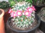 Mamillaria 005_150x112.JPG