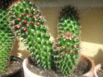 Mamillaria 007_150x112.JPG