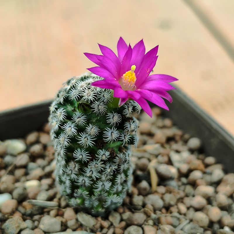 Mammillaria hernandezii