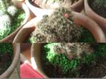 Mamillaria 011_150x112.JPG