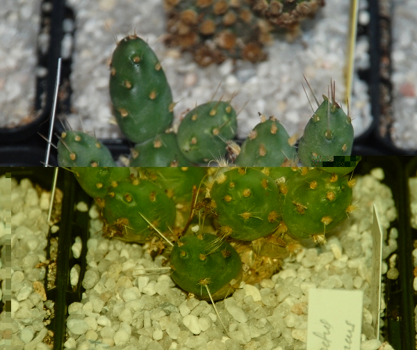 TEMP DSC_3719.JPG