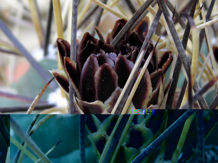 Entre el frio persistente y las espinas, la cuesta abrirse