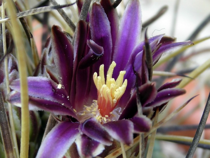 Color poco habitual, la he fecundado antes de que madure su polen