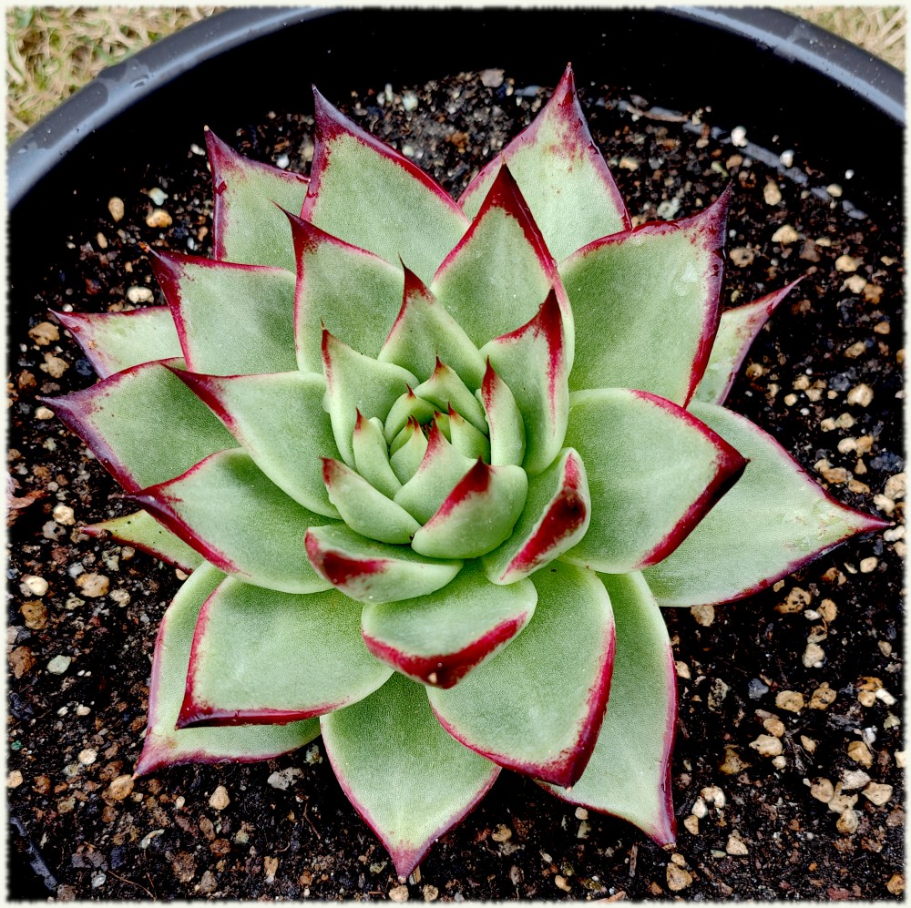 Echeveria agavoides multifida?