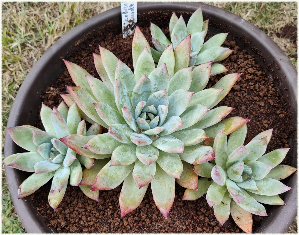 Echeveria colorata fma brandti
