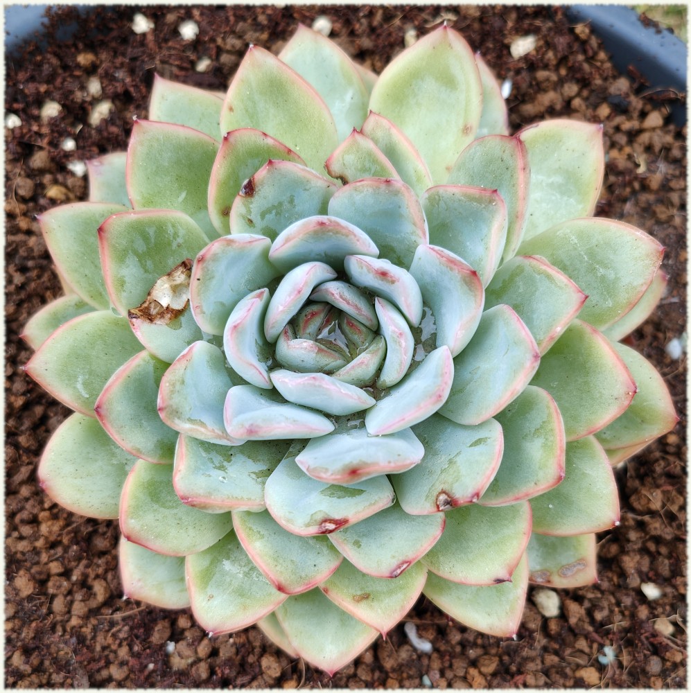 Echeveria Selene