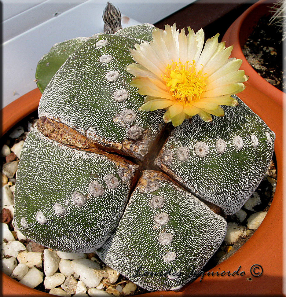 507. astrophytum.jpg