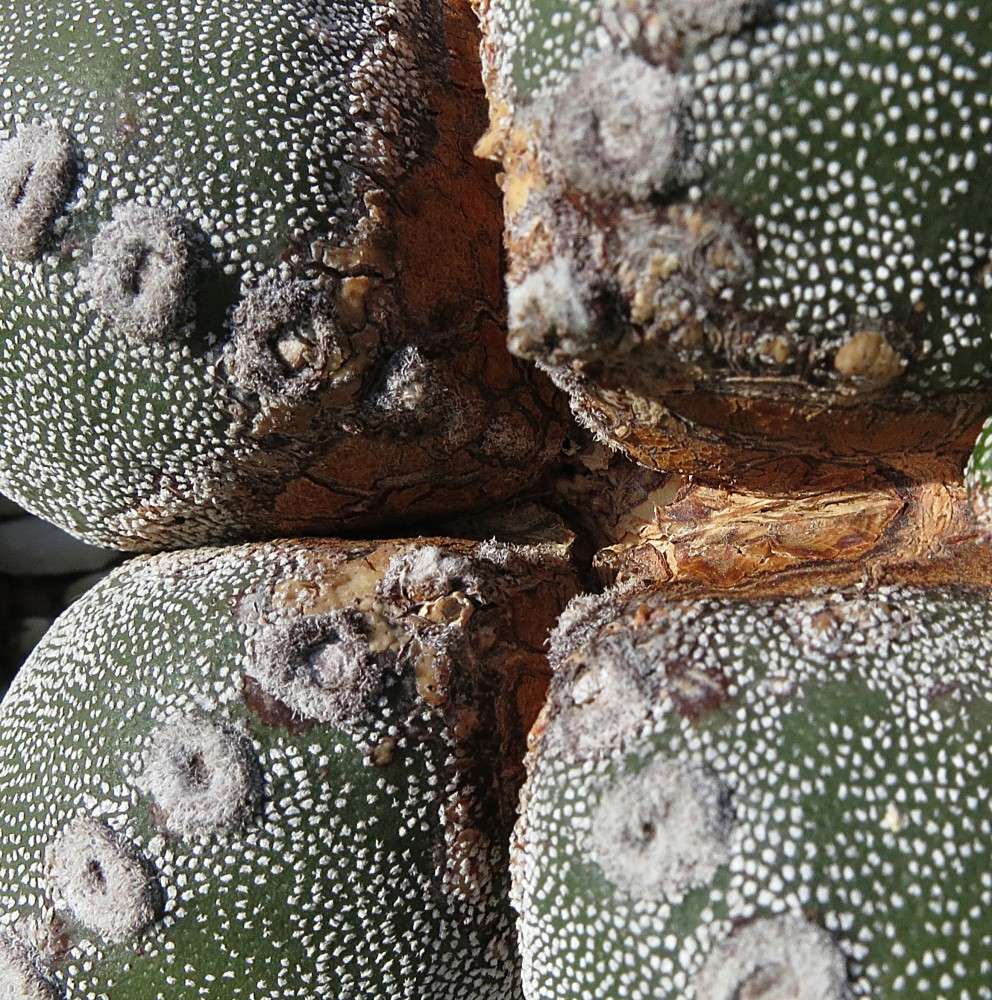 1015. astrophytum.jpg