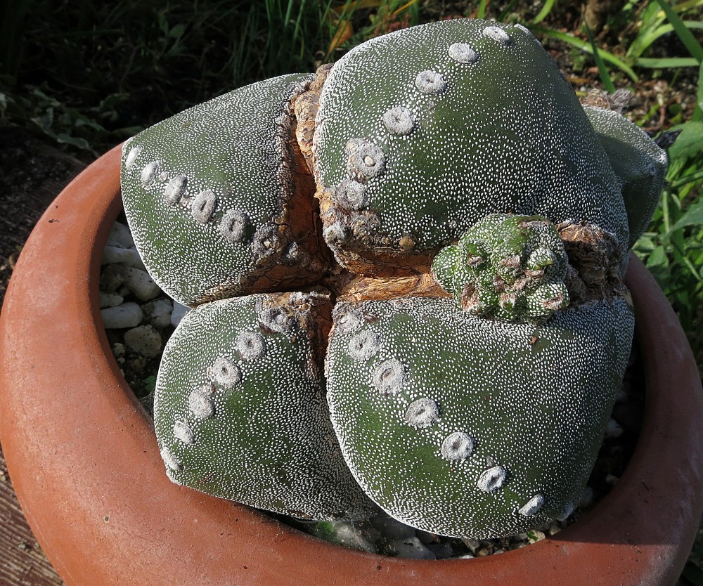 1014. astrophytum.jpg