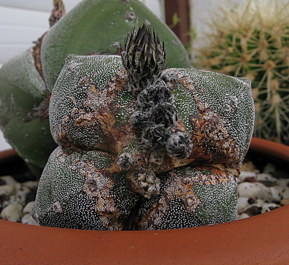 518. Astrophytum.jpg