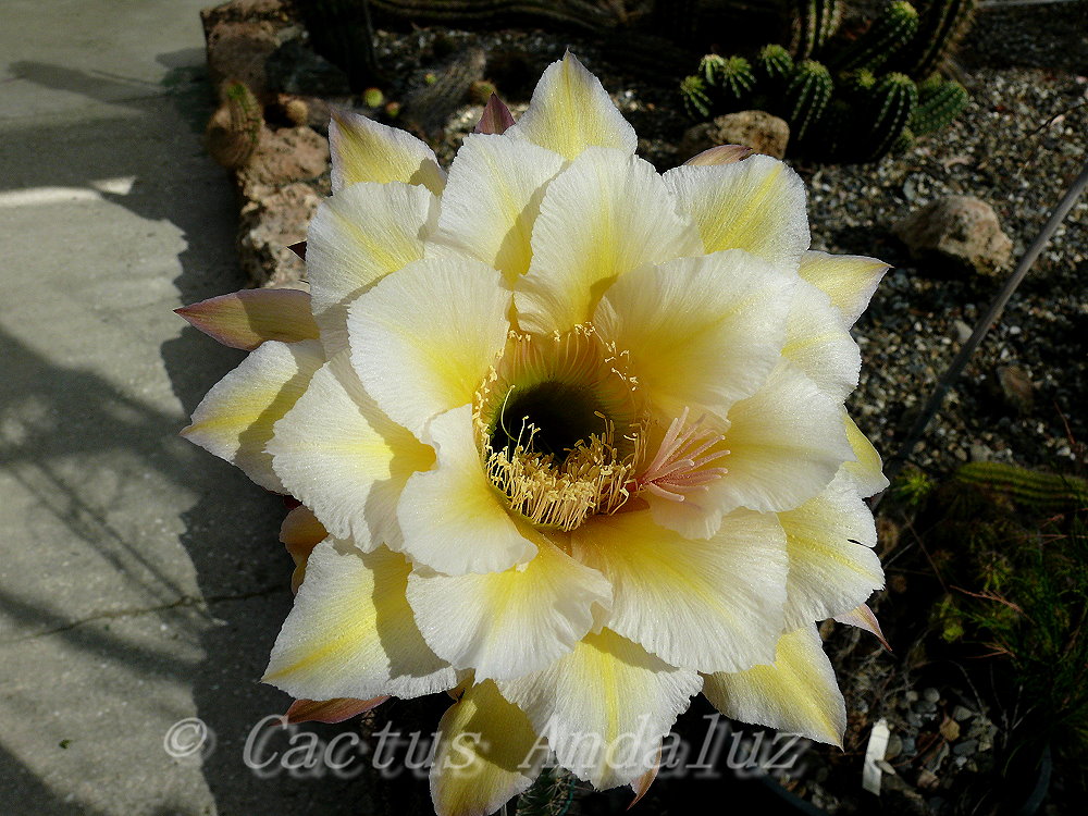 Felicitas