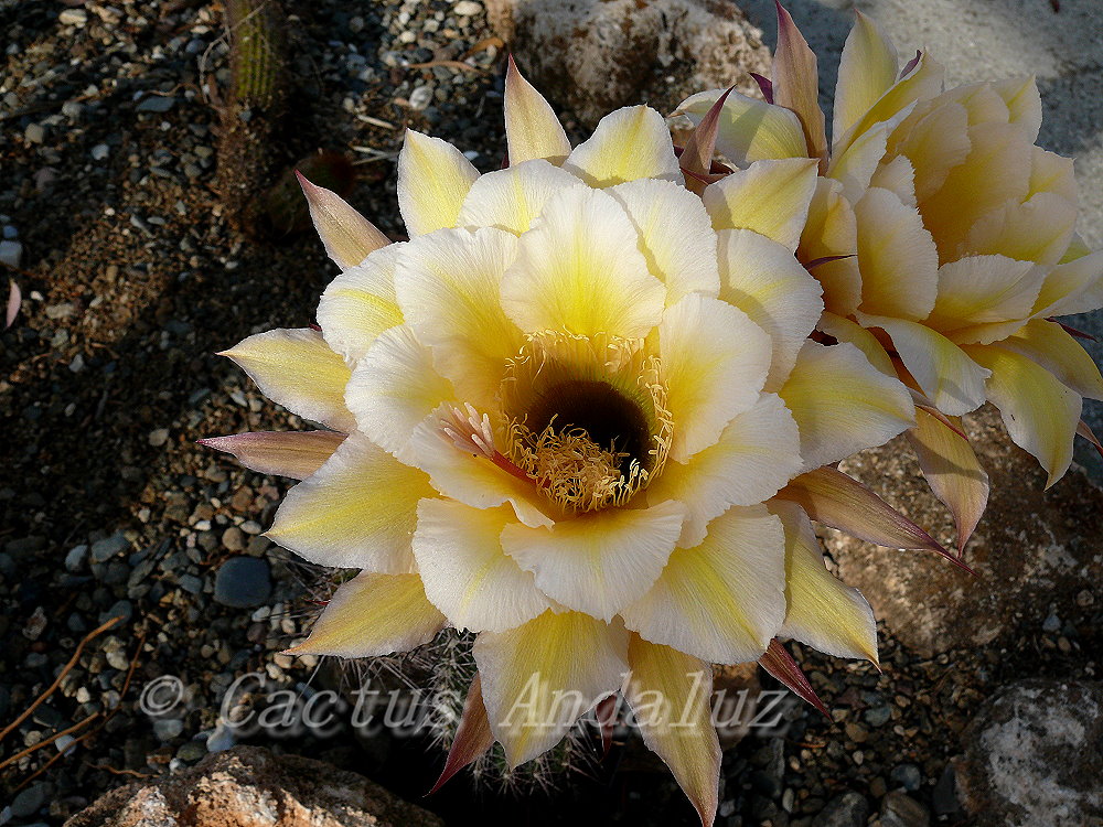 Felicitas