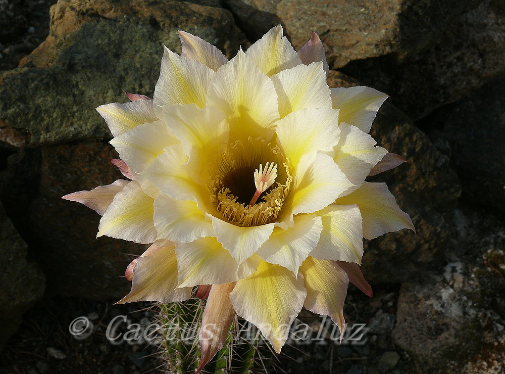 Felicitas