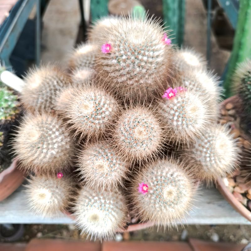 Mammillaria dixanthocentron
