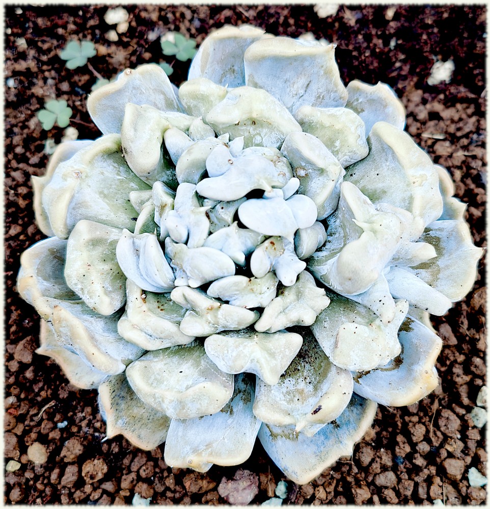 Echeveria Thriller Pearl