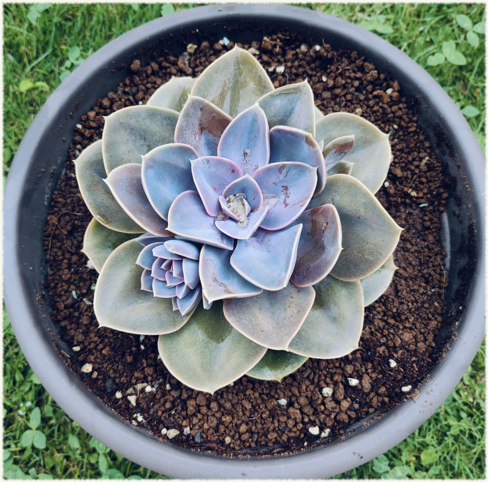 Echeveria Pearl of Nuremberg