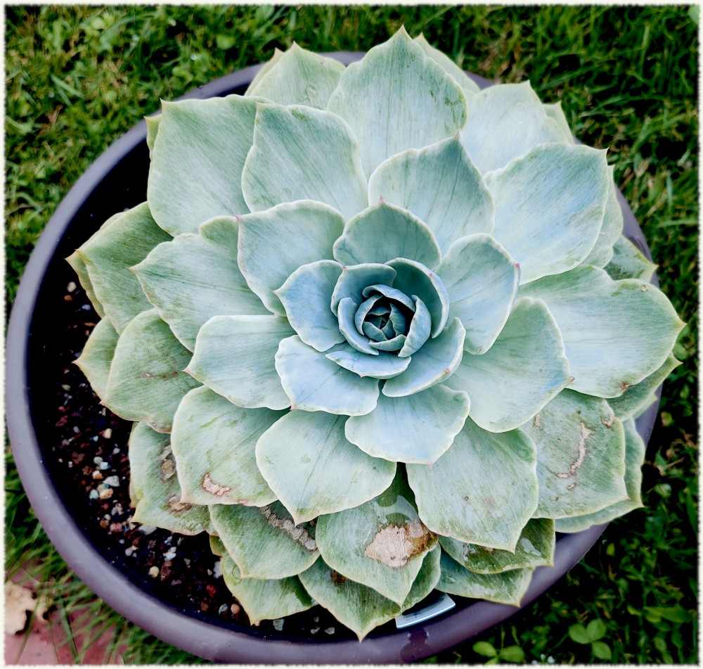 Echeveria Silver River