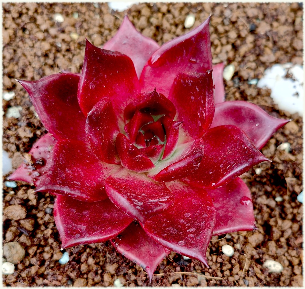Echeveria agavoides Bordeaux
