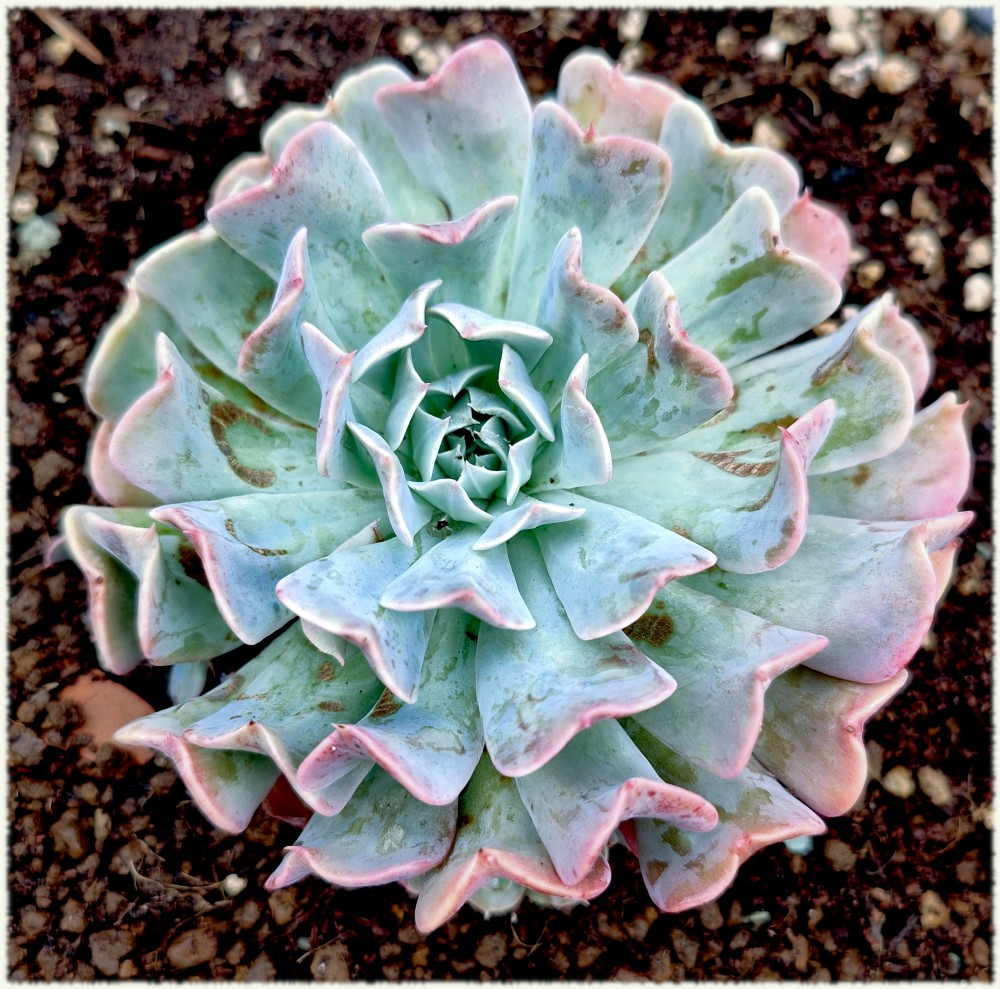 Echeveria Pinkwheel Revolution