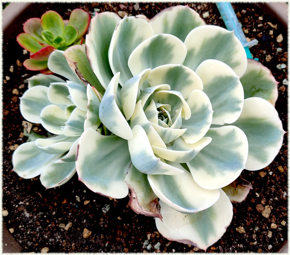 Echeveria Compton Carrousel