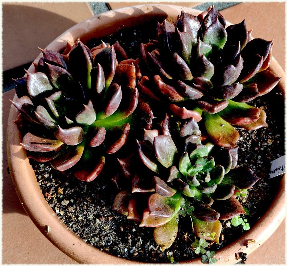 Echeveria Black Prince