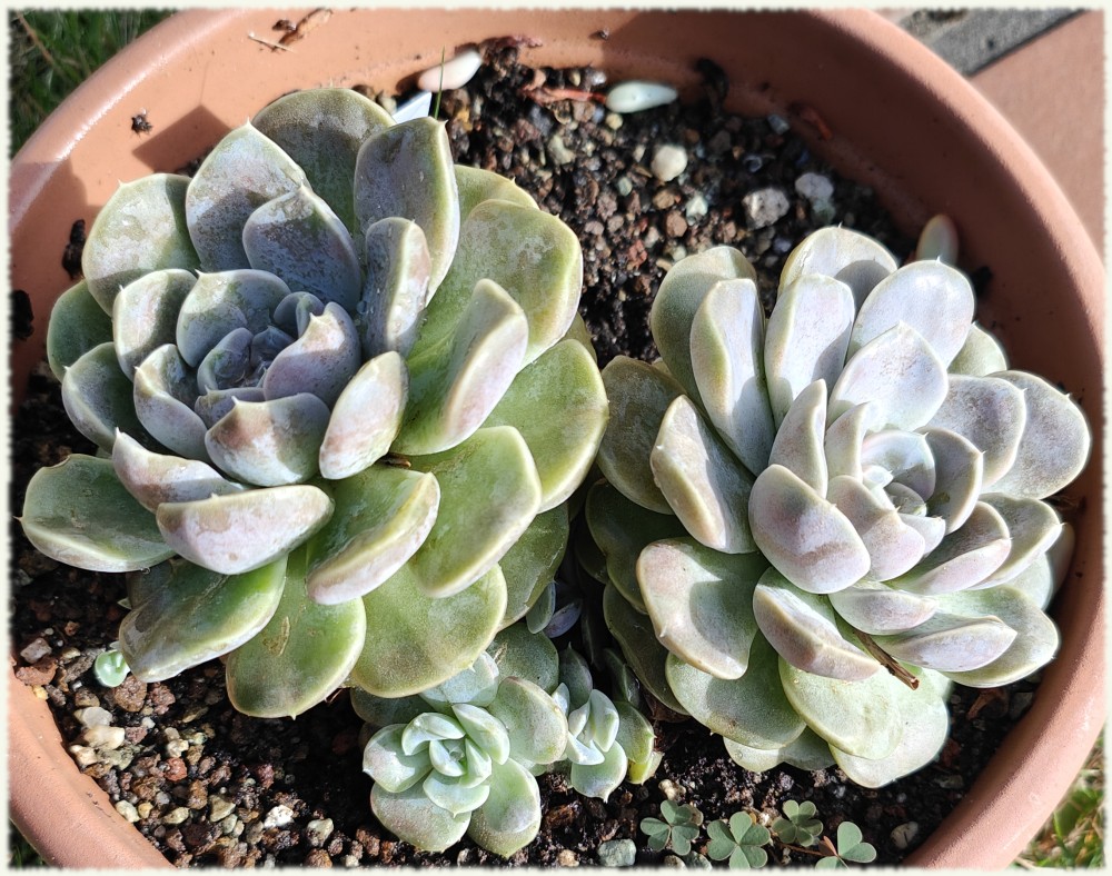 Echeveria Tynie Burger