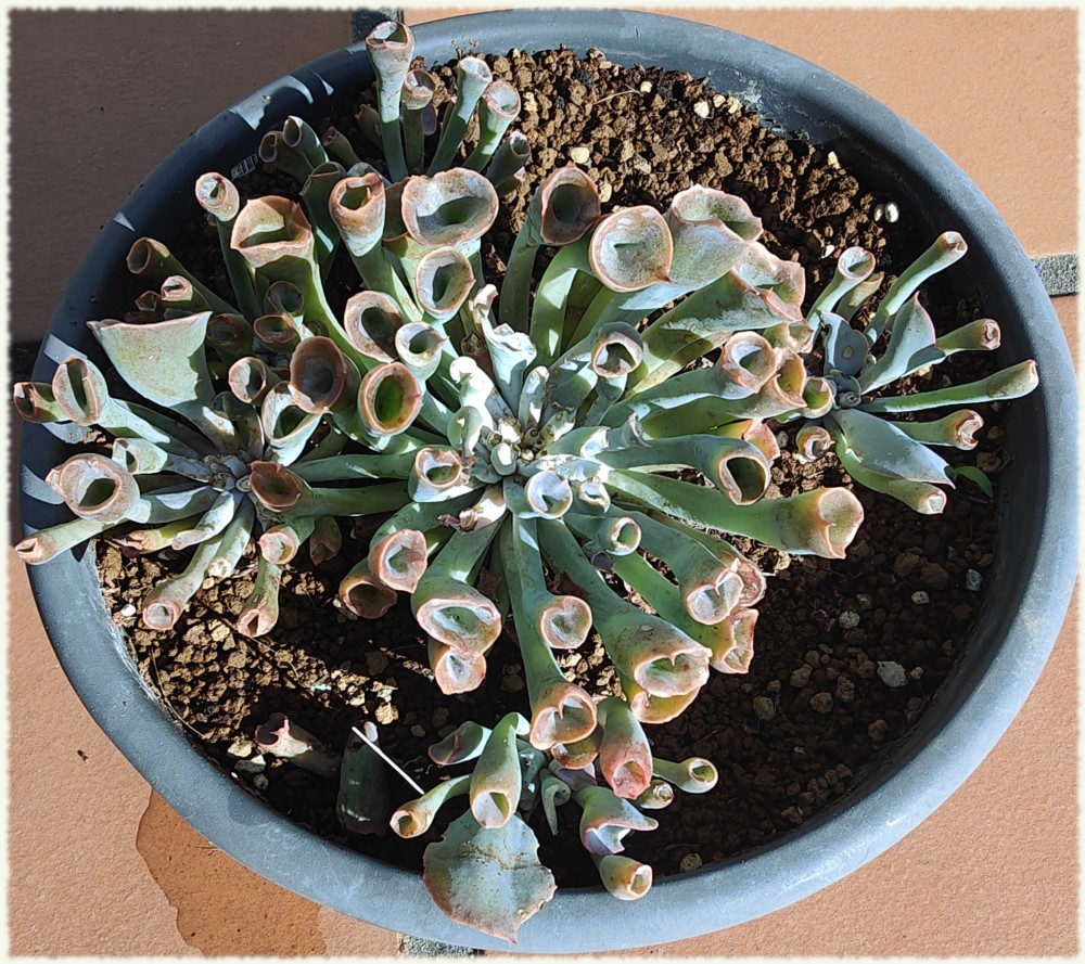 Echeveria Pink Trumpet