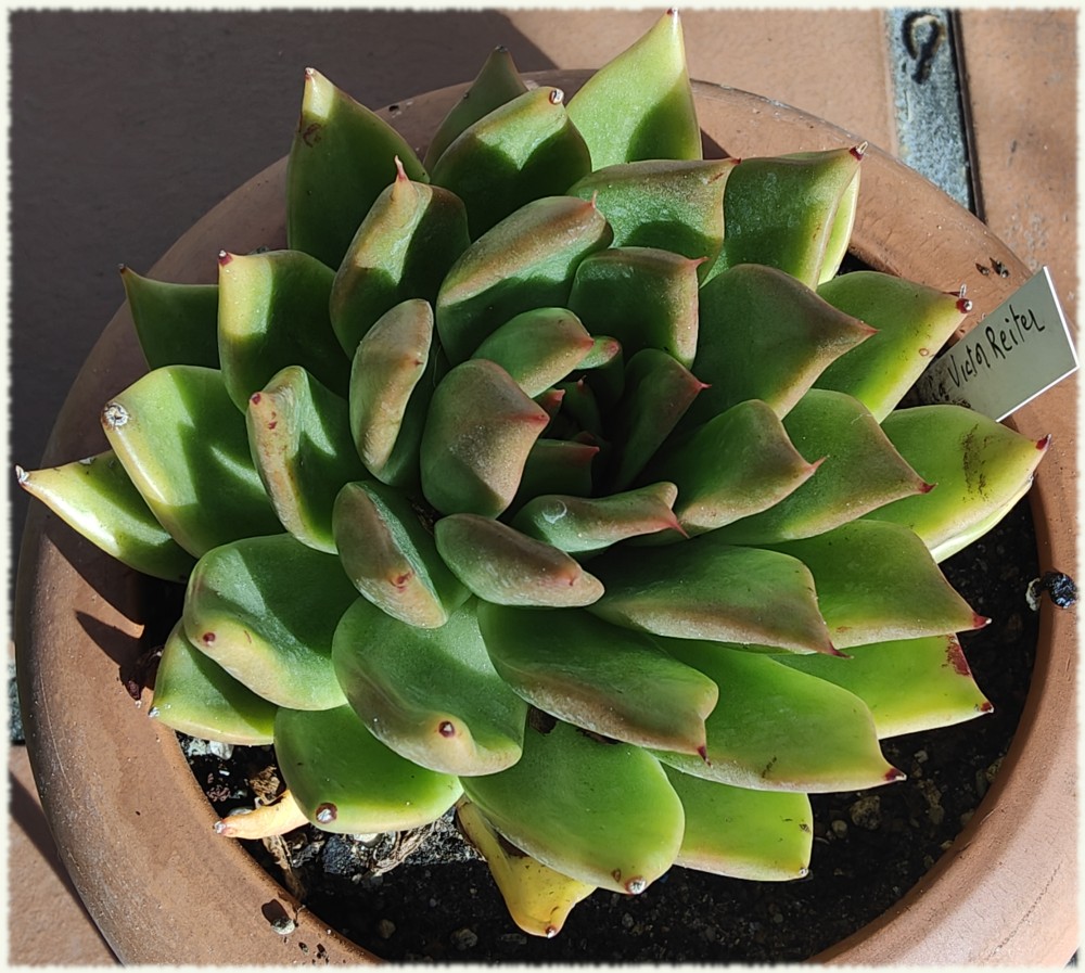 Echeveria Victor Reiter