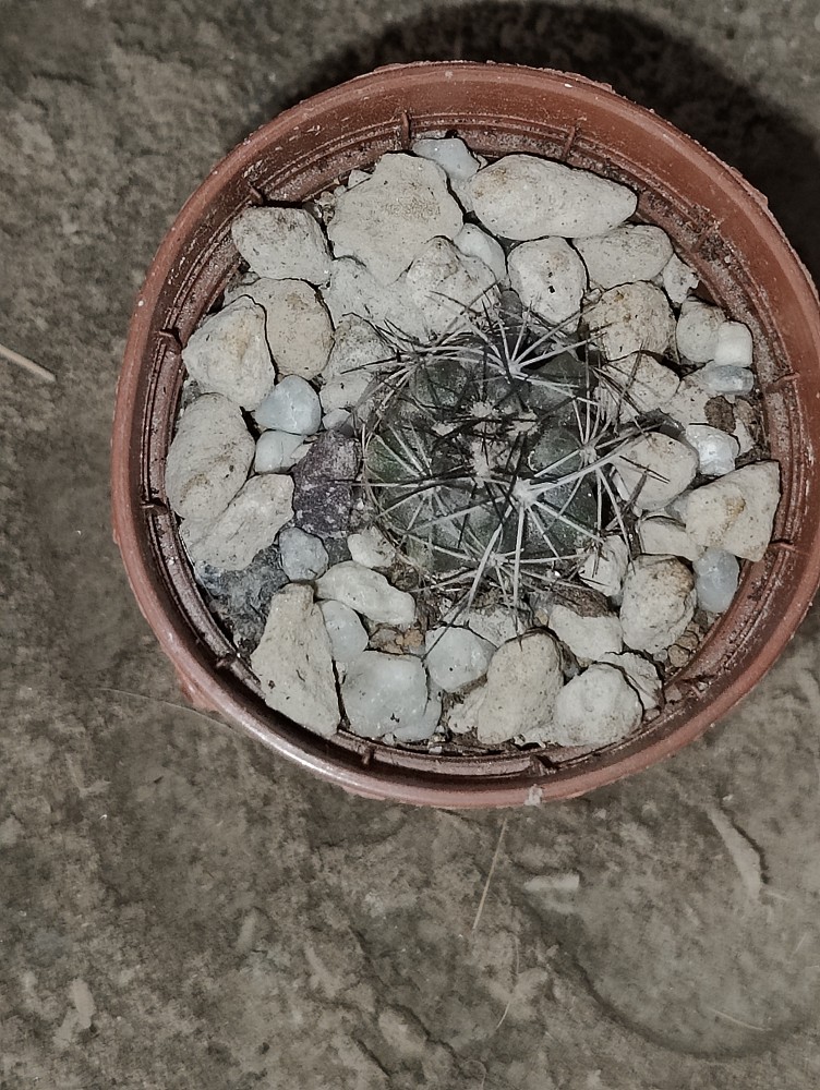 Hijuelo