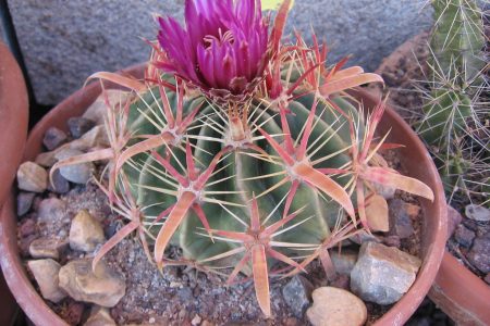 ferocactus-1-450x300.jpg