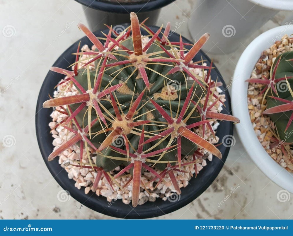 ferocactus-latispinus-un-cactus-nativo-de-méxico-es-verde-con-espinas-largas-curvadas-que-van-del-rojo-al-blanco-221733220.jpg