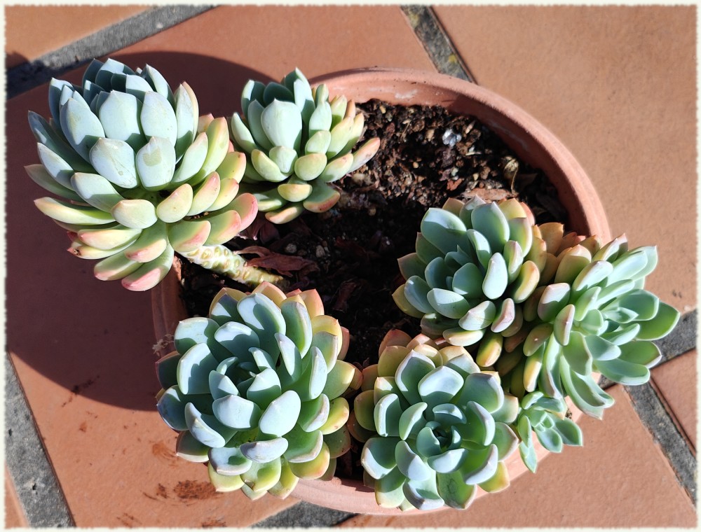 Pachyveria scheideckeri