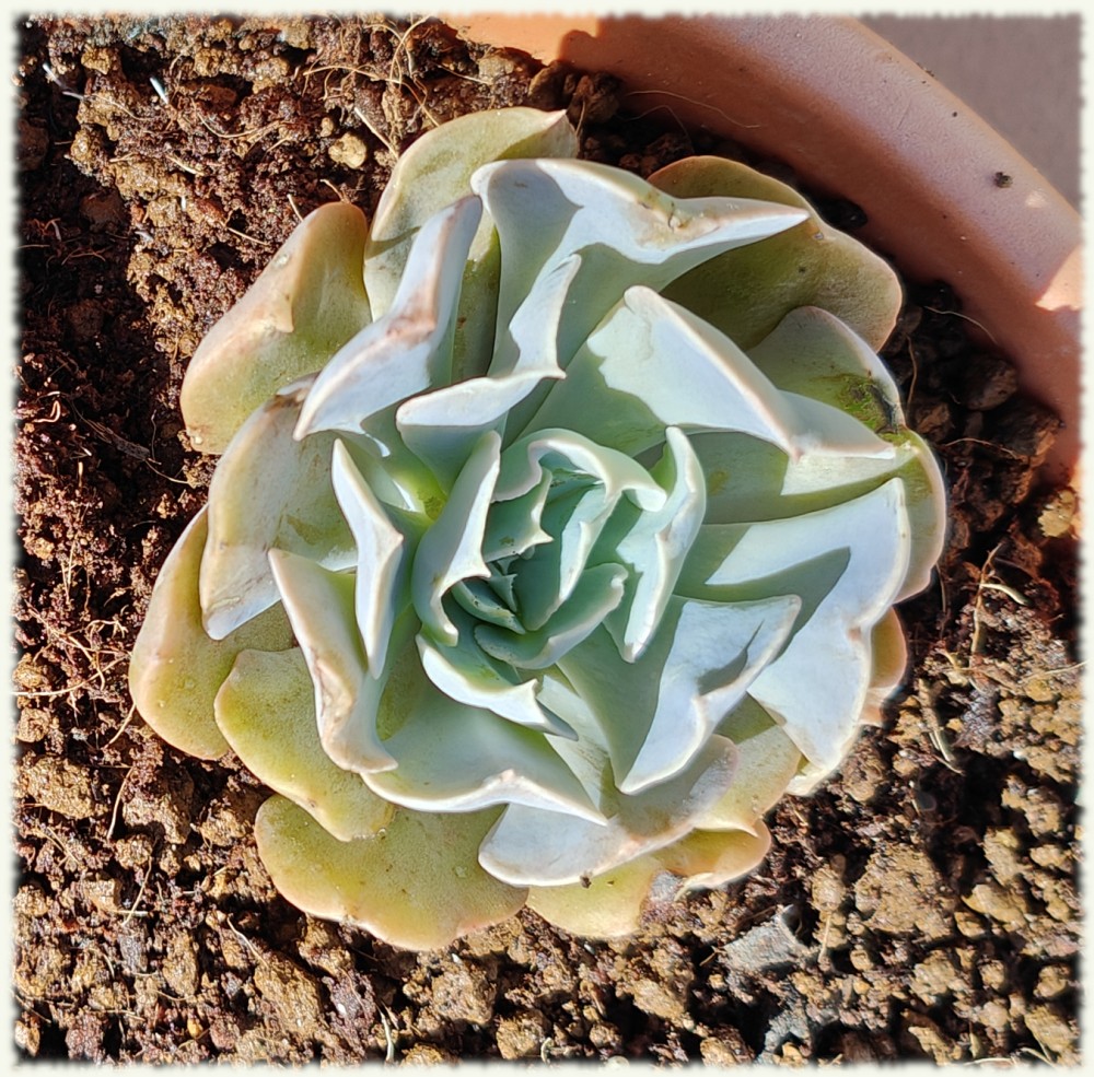 Echeveria Swan Lake