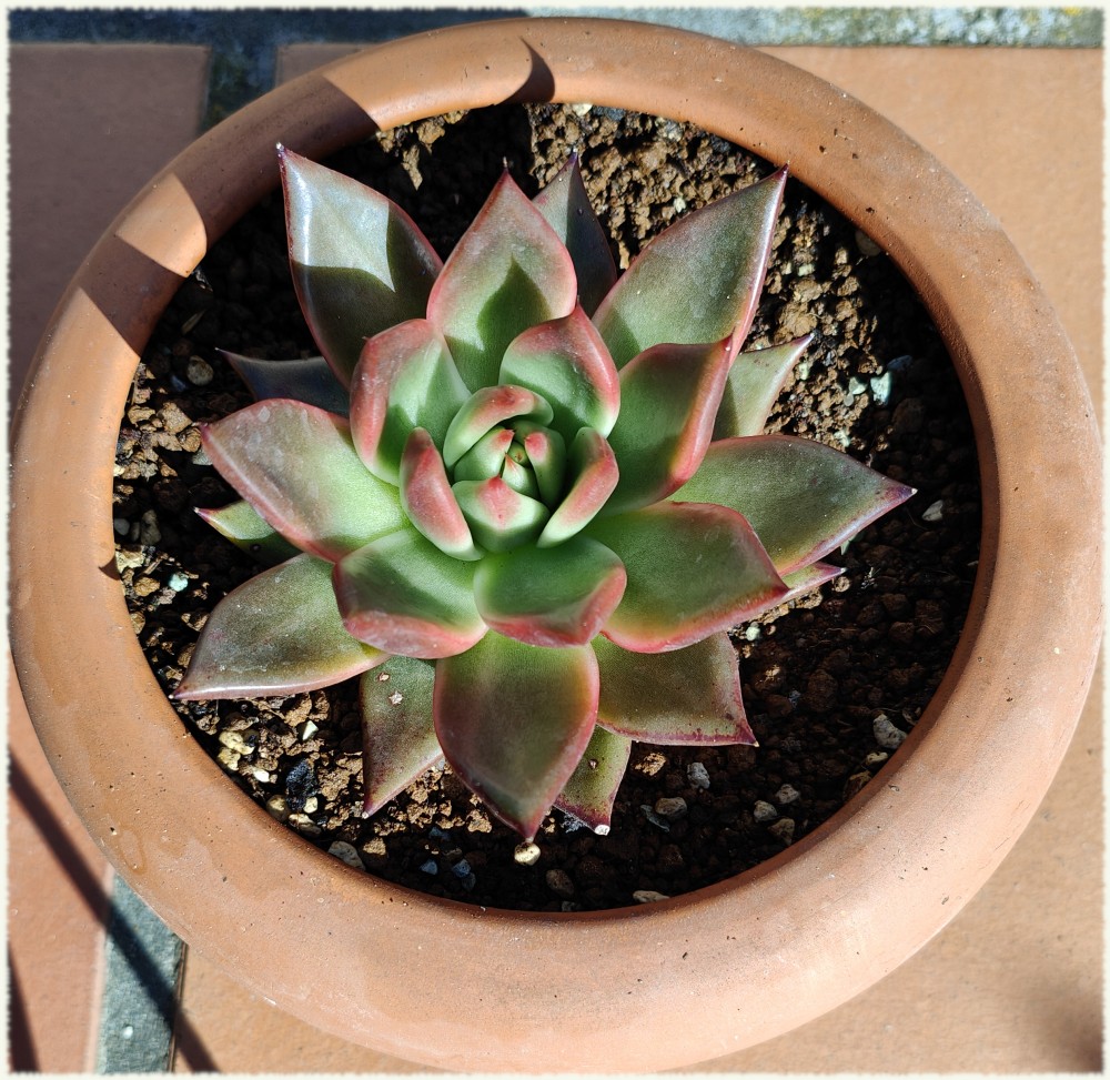 Parece una agavoides pero no sé cual