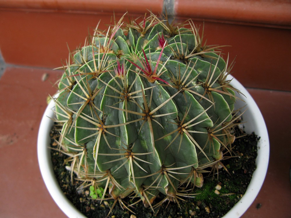 Ferocactus macrodiscus