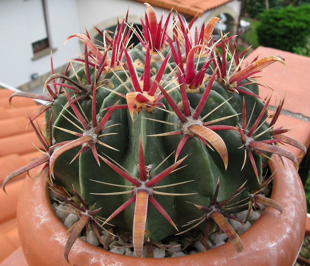 Ferocactus latispinus