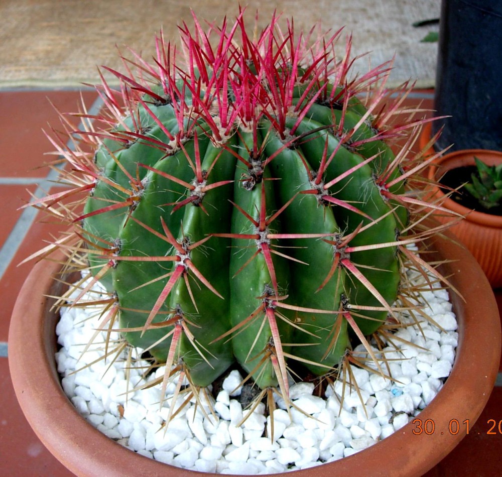 Ferocactus stainesii