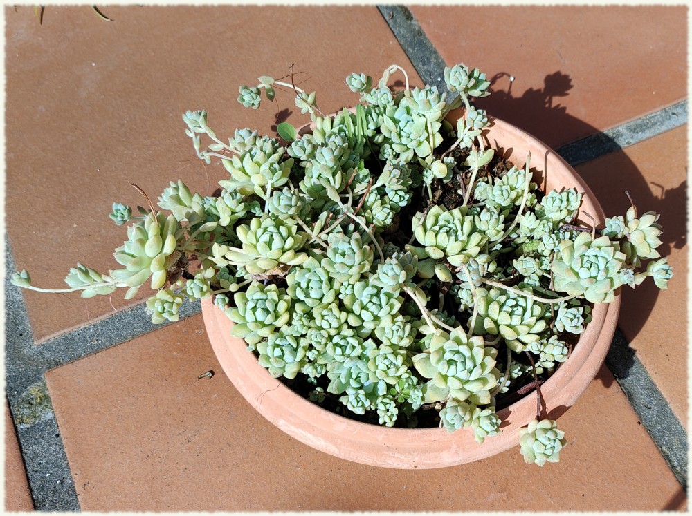 Echeveria prolifica