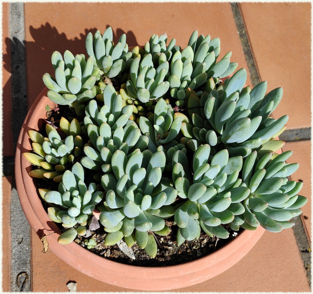 Pachyveria glauca