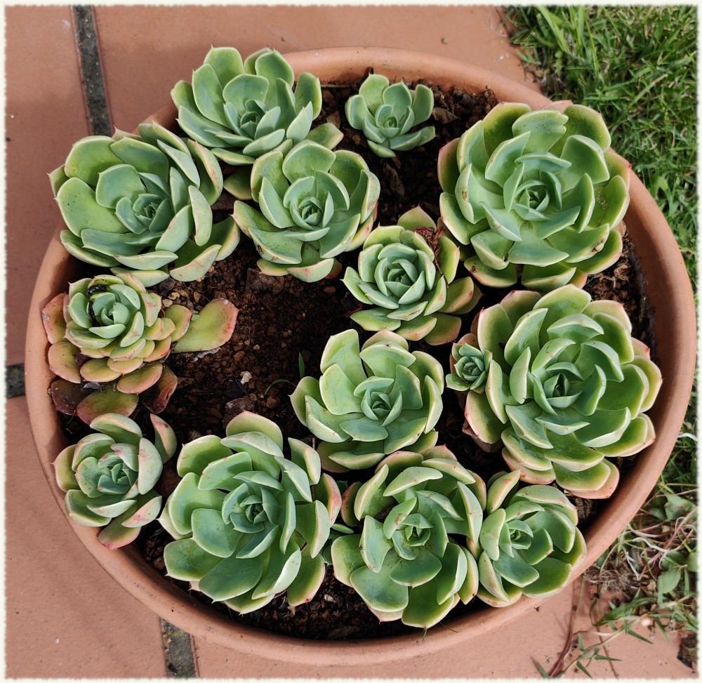 Echeveria Sofía
