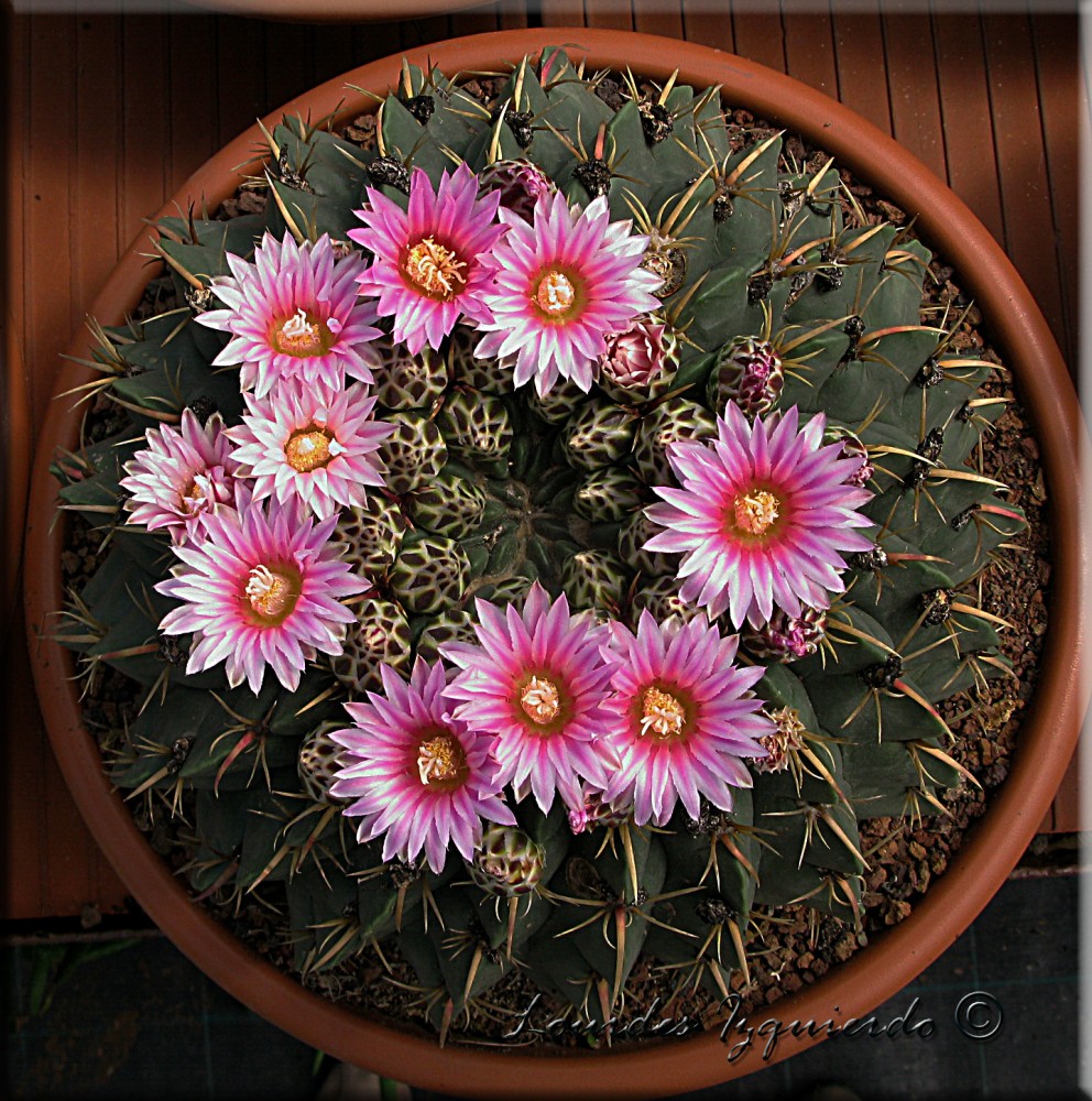 451. Ferocactus macrodiscus.jpg