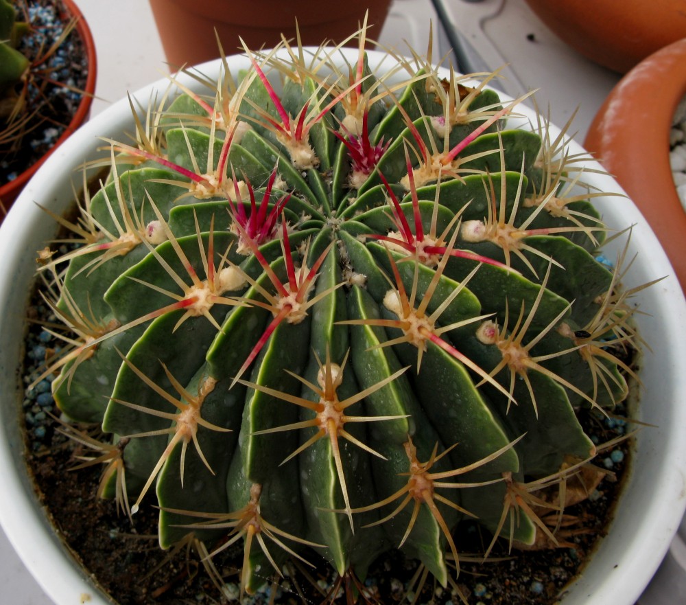 907.Ferocactus macrodiscus.jpg