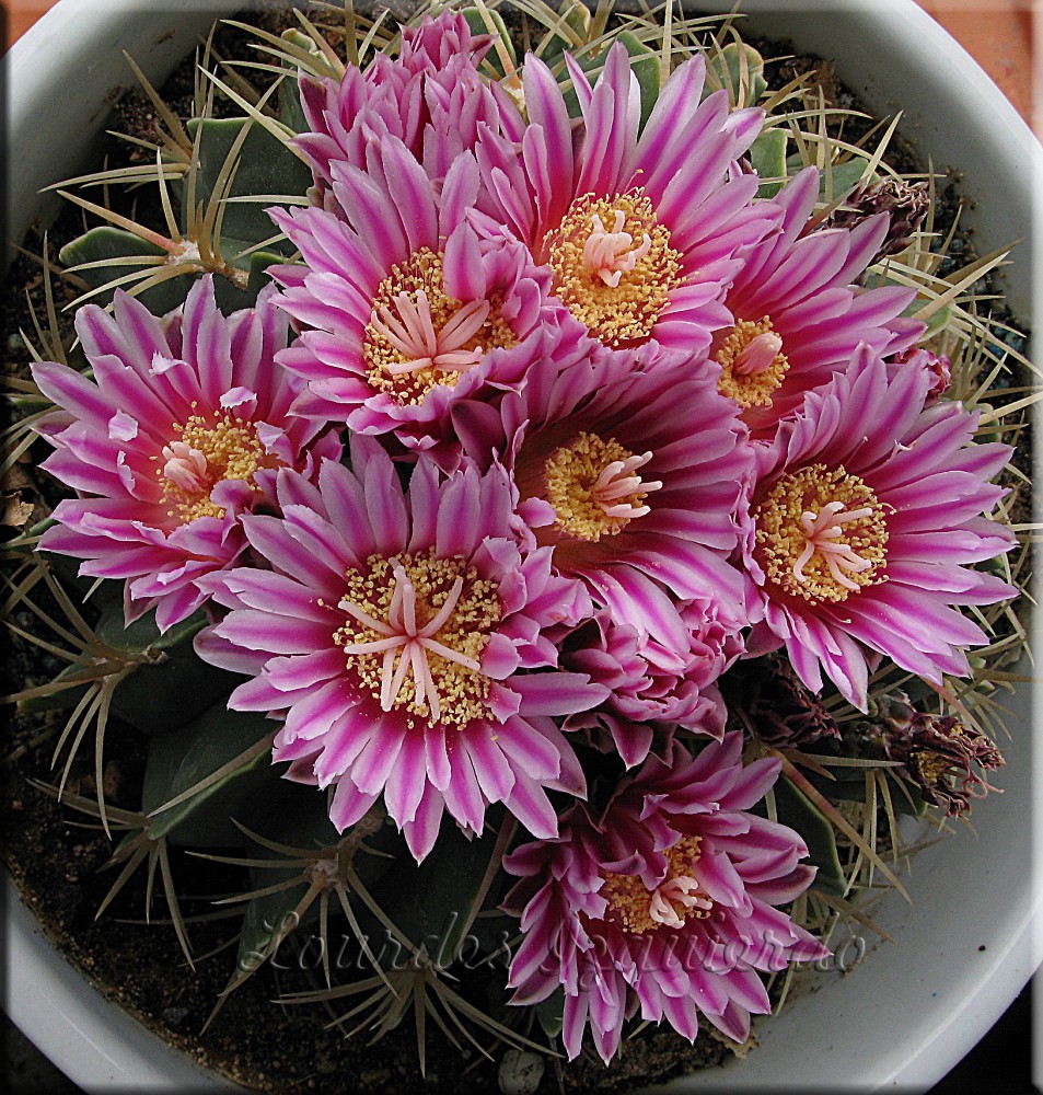 257.Ferocactus macrodiscus.jpg