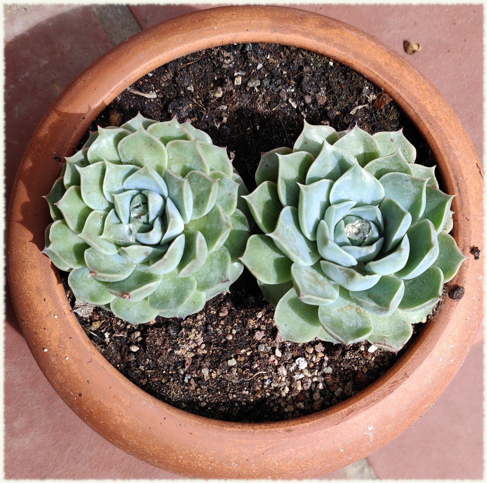 Echeveria halbingeri